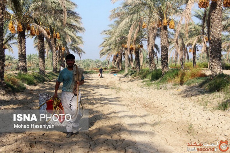   بسیاری از آفات نوظهور کشاورزی وارد استان شده‌اند