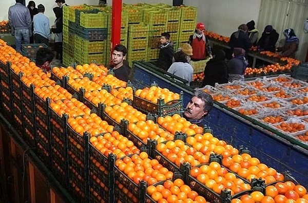 توزیع میوه شب عید از ۲۶ اسفند در کرمان آغاز می‌شود