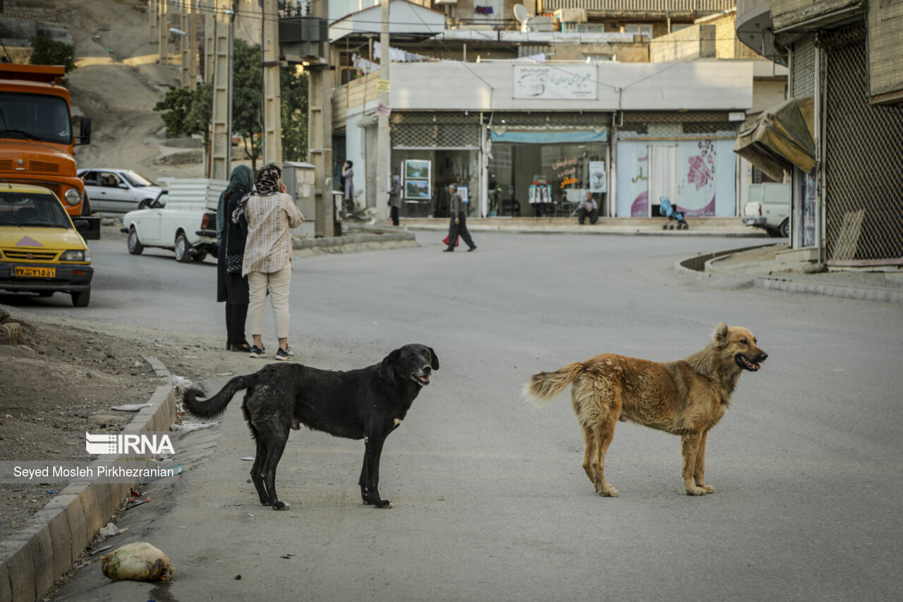 ثبت ۱۸۰۰۰ حیوان‌گزیدگی طی سال گذشته در استان