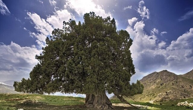 قدیمی‌ترین موجود زنده ایران در روستای کشکوئیه جیرفت 