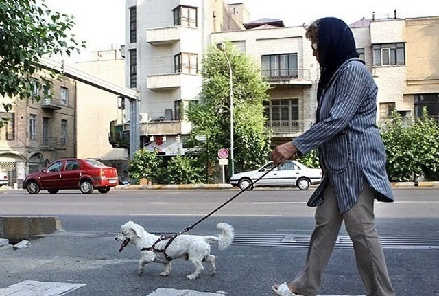 سگ‌گردانی در معابر و پارک‌های کرمان ممنوع شد