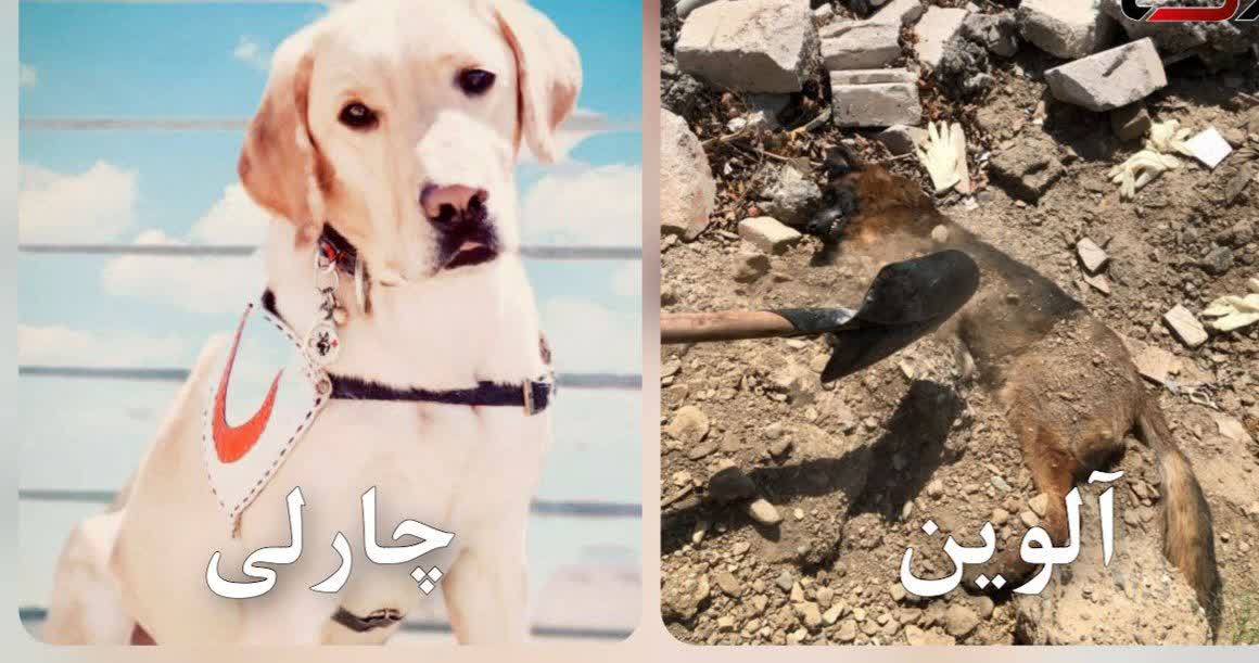  جزئیاتی از مرگ 2 سگ زنده‌یاب در جنگ 