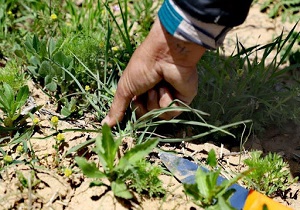 دستگیری اعضای باند حرفه‌ای برداشت غیرمجاز گیاهان دارویی در کوهپایه 