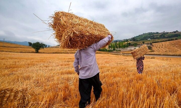 جشنوارۀ گندم در نگار بردسیر برگزار می‌شود