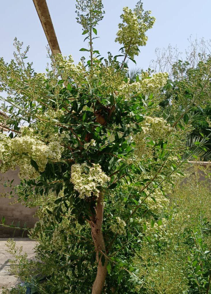 حنای درمانگر و زیبایی‌بخش