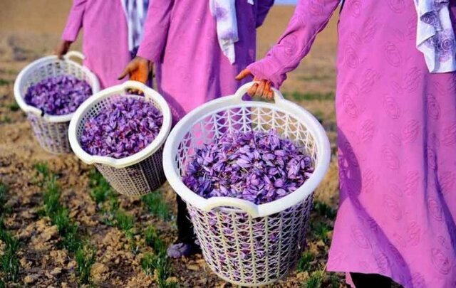  جشنوارۀ زعفران در دهستان راویز رفسنجان