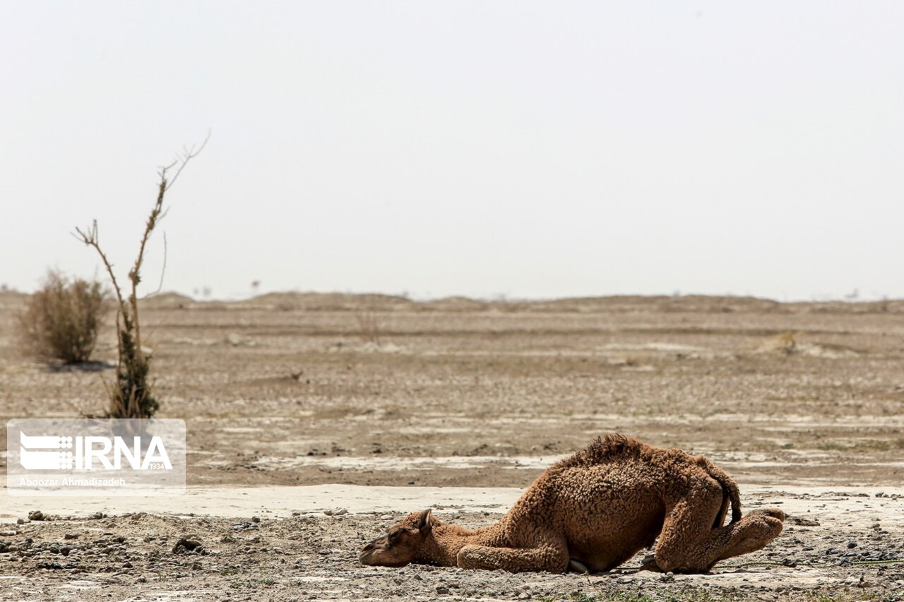 تالاب جازموریان کاملا خشک شده است