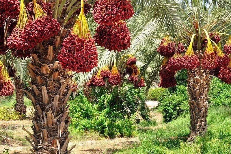 خرماداران در بُن‌بست صادرات  محصول!