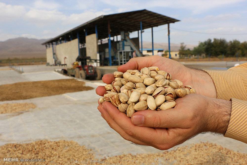 قیمت جهانی پسته به بالاترین سطح رسید