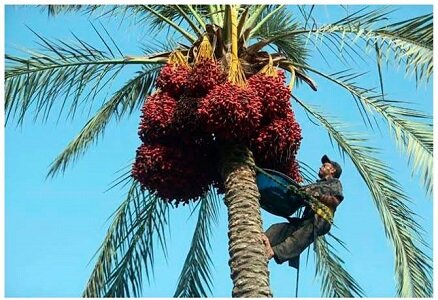 پیش‌بینی برداشت ۲۵۰ هزار تن خرما از نخلستان‌های جنوب کرمان 