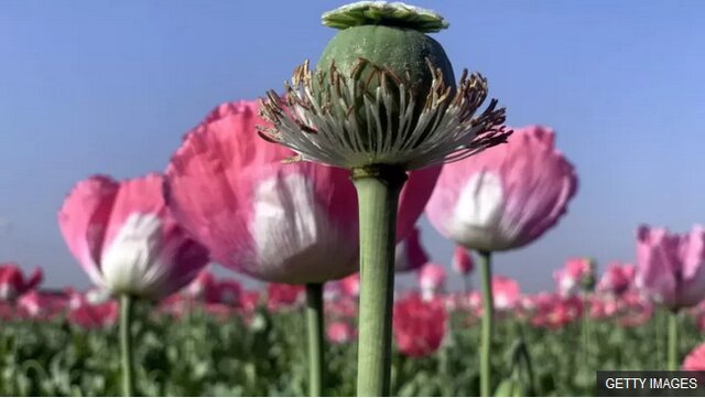 کشت شقایق دارویی جایگزین خشخاش می‌شود