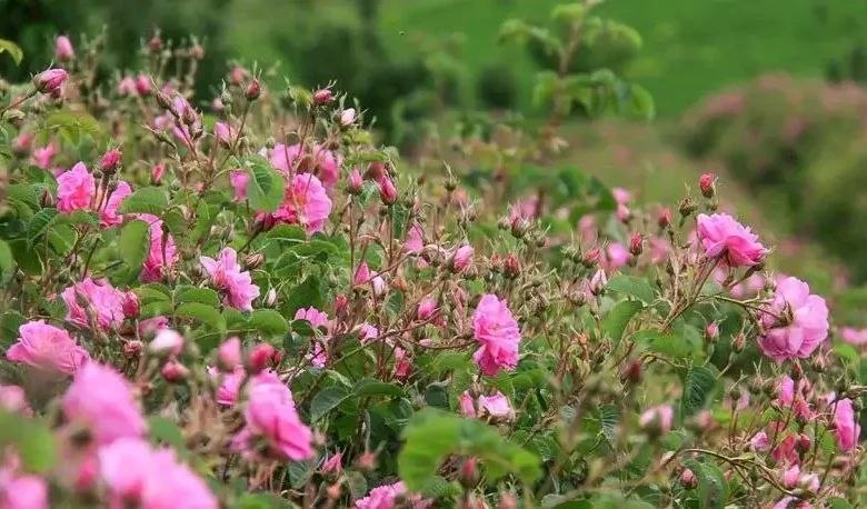 خُنک‌ترین صبح کشور در لاله‌زار ثبت شد