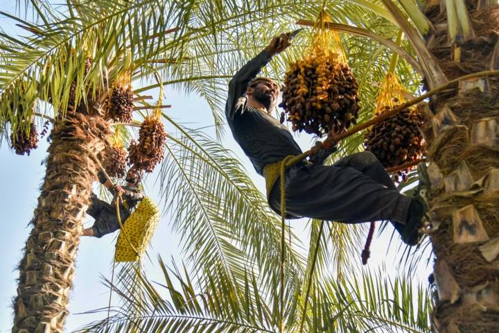 قیمت‌گذاری غیرواقعی، فروش خرما را دشوار کرده است