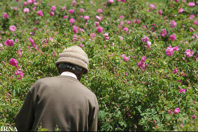 کاهش 40 درصدی تولید گل محمدی در لاله‌زار بردسیر