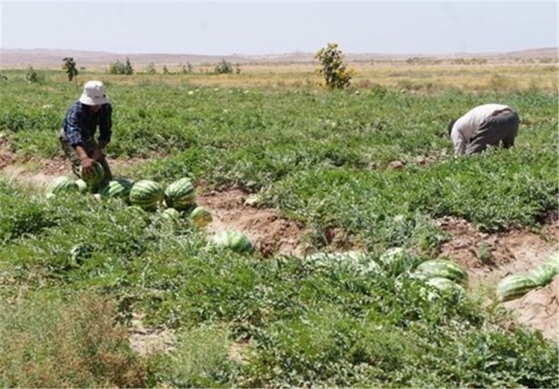 صادرات هندوانه از ایران افزایش یافت