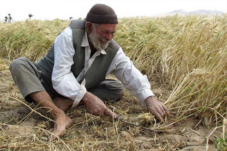 کشاورزی کرمان در سراشیبی سقوط