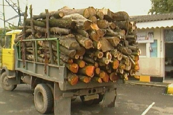 کشف 23 تن چوب قاچاق در قلعه‌گنج