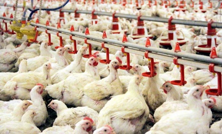 سالانه 47 هزار تن گوشت مرغ در کرمان تولید می‌شود