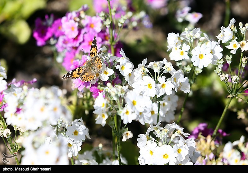 مدیر حفظ نباتات کرمان: پروانه‌ها خسارتی برای محصولات کشاورزی ندارند