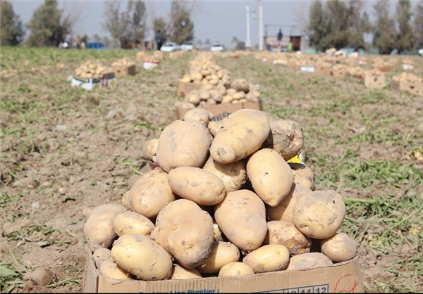 برداشت 9000 تن سیب‌زمینی از مزارع ارزوئیه | فردای کرمان