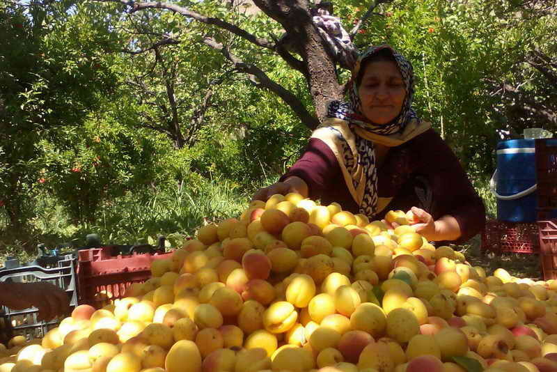 برداشت 54هزار تن محصول سردرختی از باغات شمال کرمان