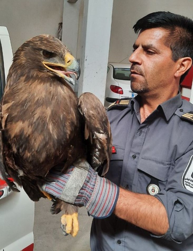 آتش‌نشانان کرمانی عقاب زخمی را نجات دادند