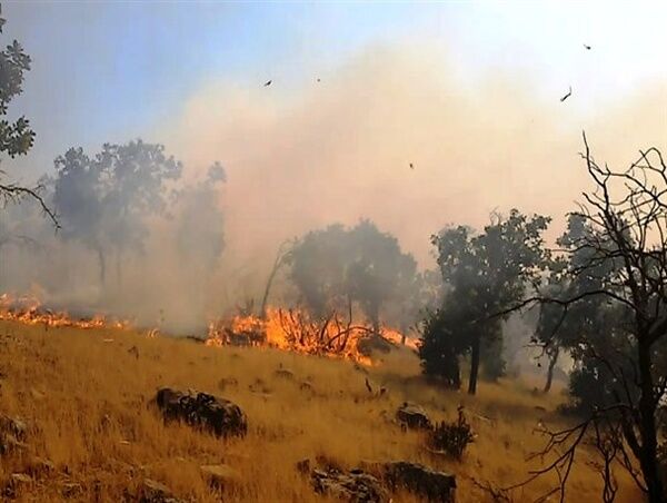 عامل آتش‌سوزی جنگل‌های دهبکری دستگیر شد