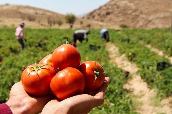 خرید حمایتی گوجه‌فرنگی ادامه دارد