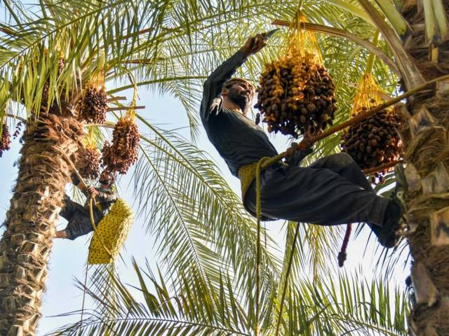 قیمت‌گذاری غیرواقعی، فروش خرما را دشوار کرده است