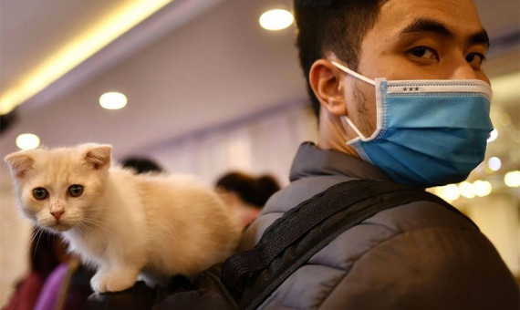 حیوانات خانگی می‌توانند ناقل بیماری کرونا باشند