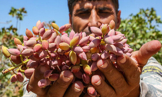 بازارهای خارجی پسته را از دست دادیم