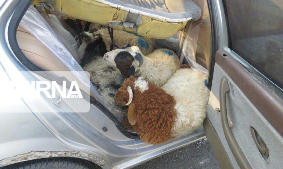 4 خودروی سواری حامل گوسفندهای قاچاق متوقف شدند