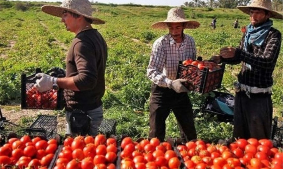 محصولات صادراتی جنوب کرمان دارای کد استاندارد و بسته‌بندی هستند