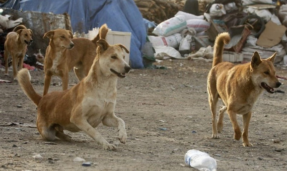  حملۀ سگ‌ها منجر به مرگ یک زن در رفسنجان شد