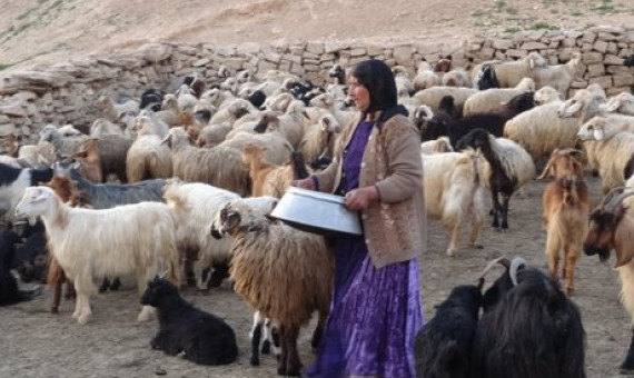   عشایر استان با بحران کمبود علوفۀ دامی مواجهند 