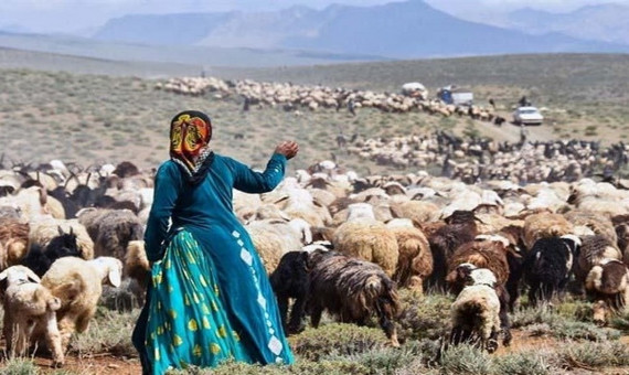 دولت دام مازاد عشایر را به ازای نهاده می‌خرد
