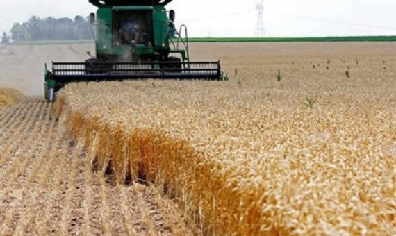  قیمت جدید گندم هفتۀ آینده اعلام می‌شود
