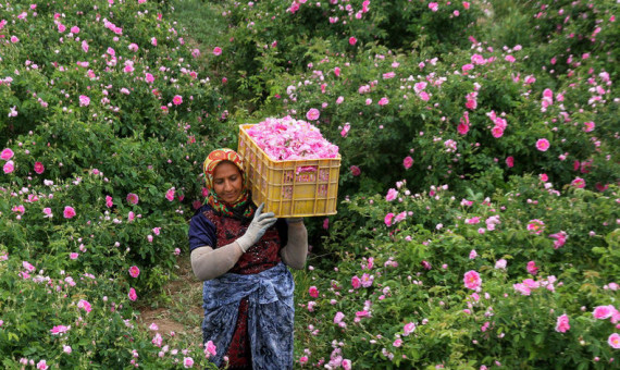 ۶۰ درصد گل محمدی بردسیر از بین رفت