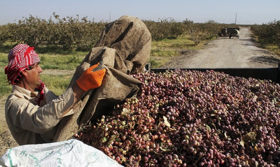  صندوق پسته در رفسنجان تاسیس می‌شود 