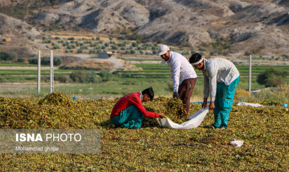  کاهش ۷۰ هزار تنی تولید پسته  