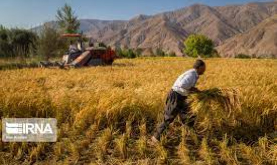  کشاورزان کرمانی برای تهیۀ بذر کشت پاییزه اقدام کنند