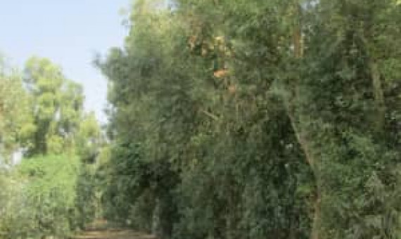 400 هکتار از اراضی کرمان به زراعت چوب اختصاص یافت
