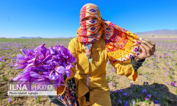 کاهش ۲۰ تا ۷۰ درصدی تولید زعفران