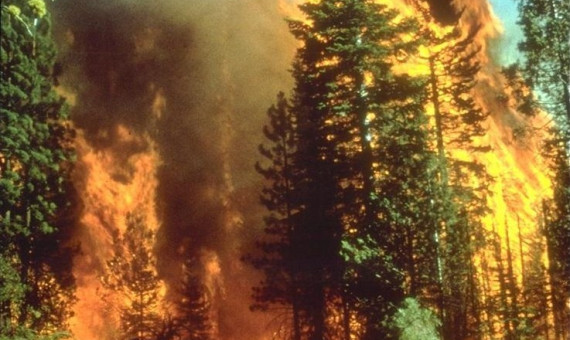   تخفیف در جریمۀ فردی که 23 درخت سرو را در کرمان سوزاند