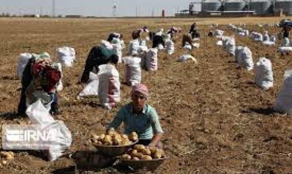   ازبکستان سیب‌زمینی‌های ایران را برگرداند