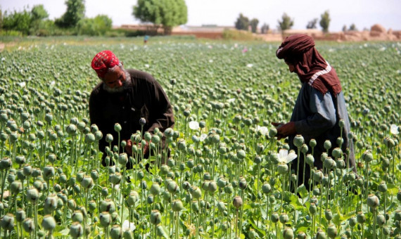   اصلاح بذر برای افزایش تولید موادمخدر در افغانستان  