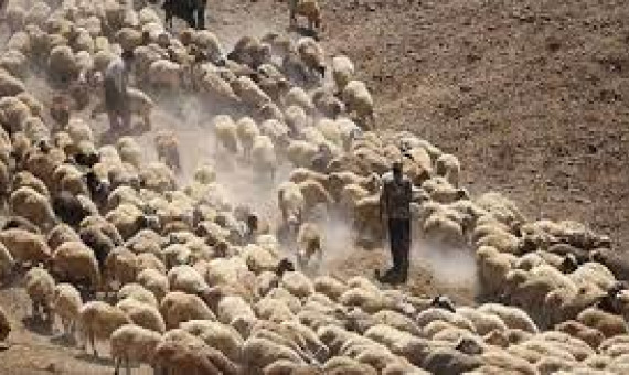  اطلاع دقیقی از جذب چوپانان ایرانی در ارمنستان نداریم