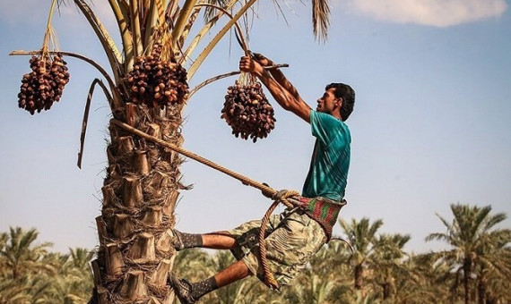   مشکل تعهد ارزی صادرکنندگان خرما به‌زودی برطرف می‌‎شود