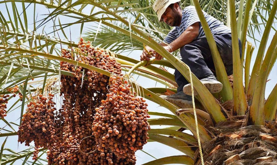  تشکیل سازمان خرما گره‌گشاست؟