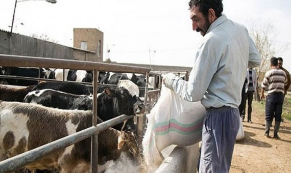 پرداخت تسهیلات خرید نهاده به دامداران کرمانی